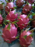 Organic Dragon Fruit Cuttings 8-12 Inches - Hylocereus Undatus - 10 Healthy Pieces