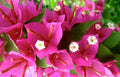 Bougainvillea Plug Plant Pixie Pink - Well Rooted Bare Root Starter