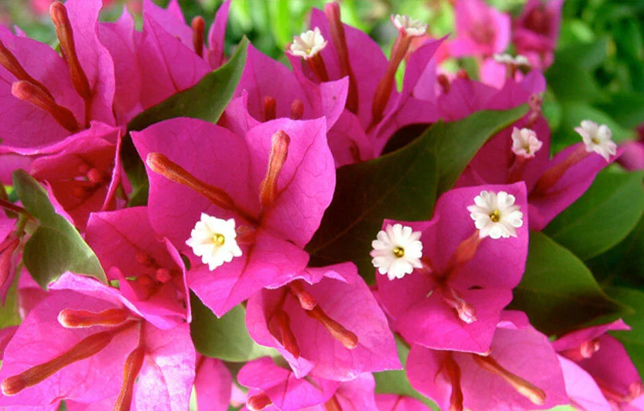 Bougainvillea Plug Plant Pixie Pink - Well Rooted Bare Root Starter