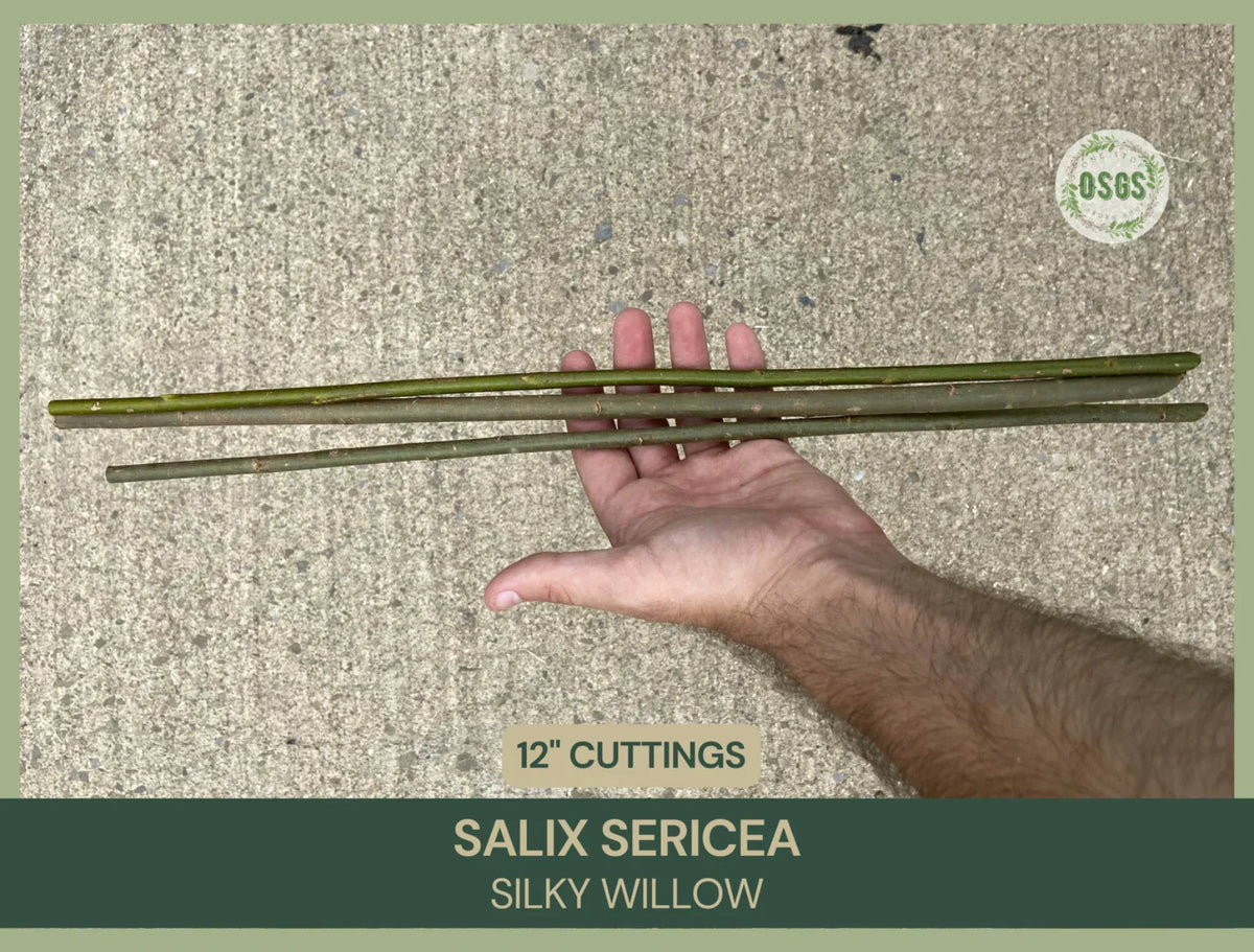 Silky Willow Cuttings | 12" Fresh Cuttings | Salix sericea Native Plant