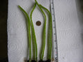Bare Root Dragon Fruit Seedlings - Lot of 4 Hylocereus undatus One-Year-Old Plants for Garden or Patio