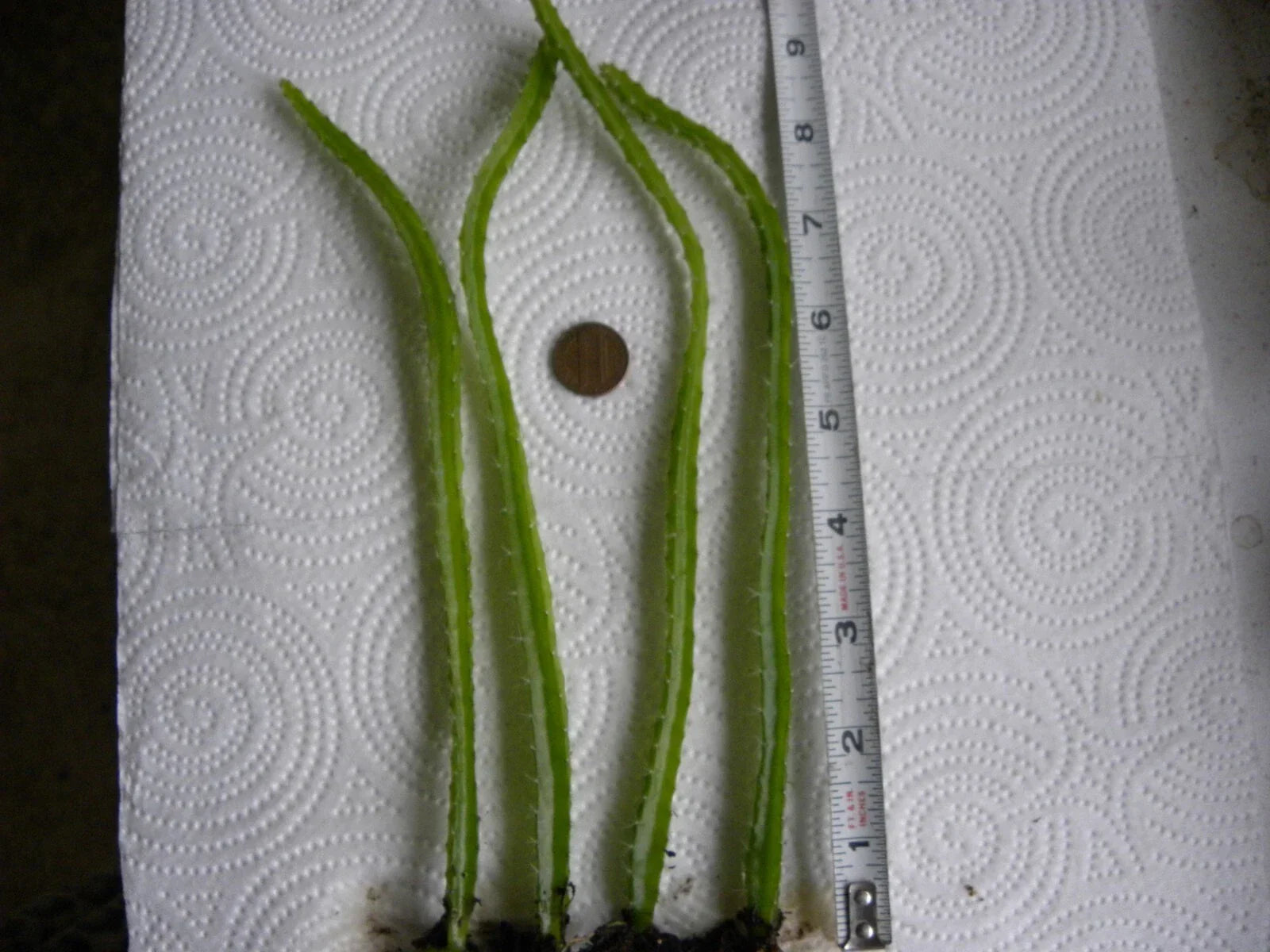 Bare Root Dragon Fruit Seedlings - Lot of 4 Hylocereus undatus One-Year-Old Plants for Garden or Patio