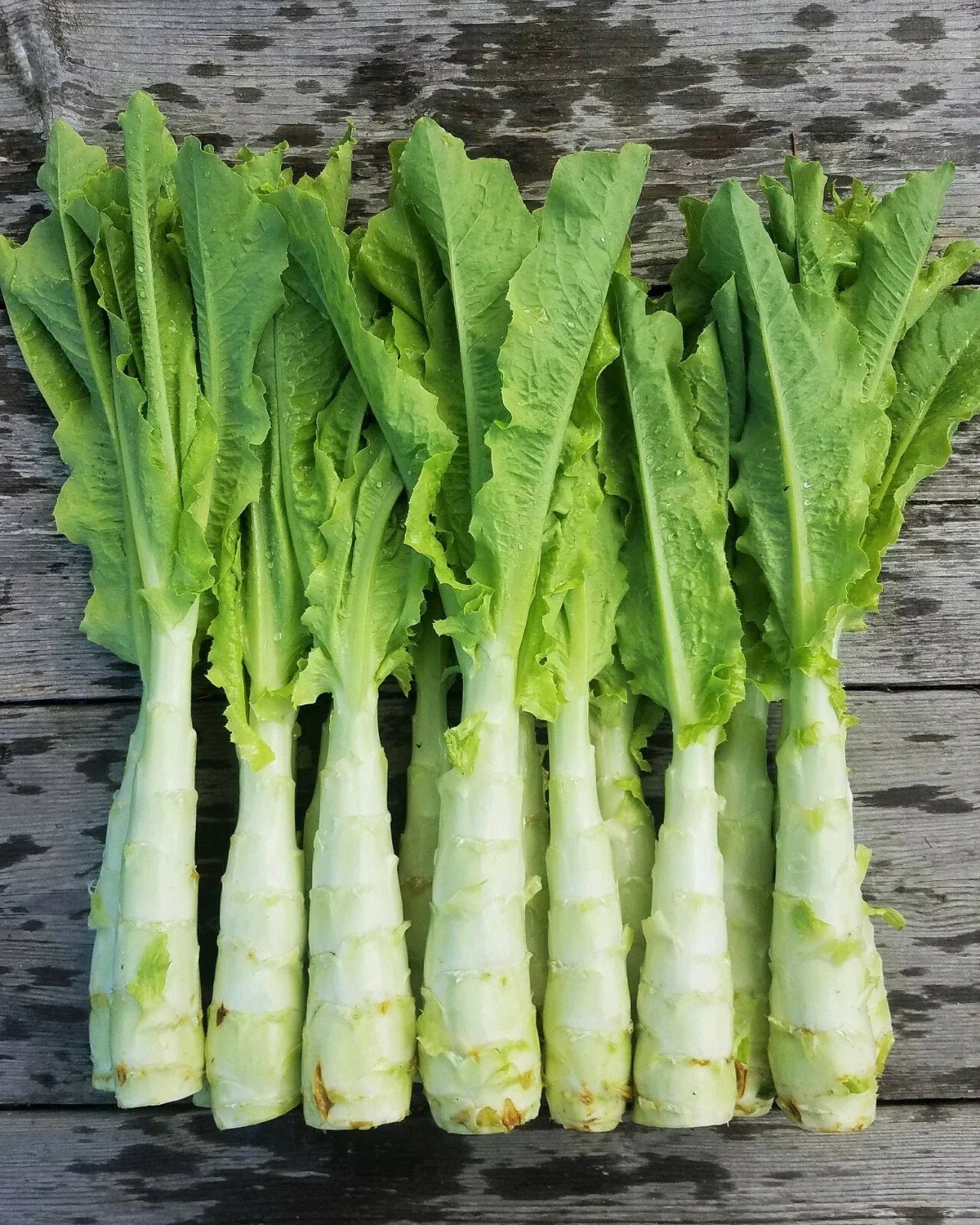 Celtuce Seeds | Summer 38 Chinese Stem Lettuce | Asian Vegetable Seeds for Home Garden & Containers | Lactuca sativa var. angustana