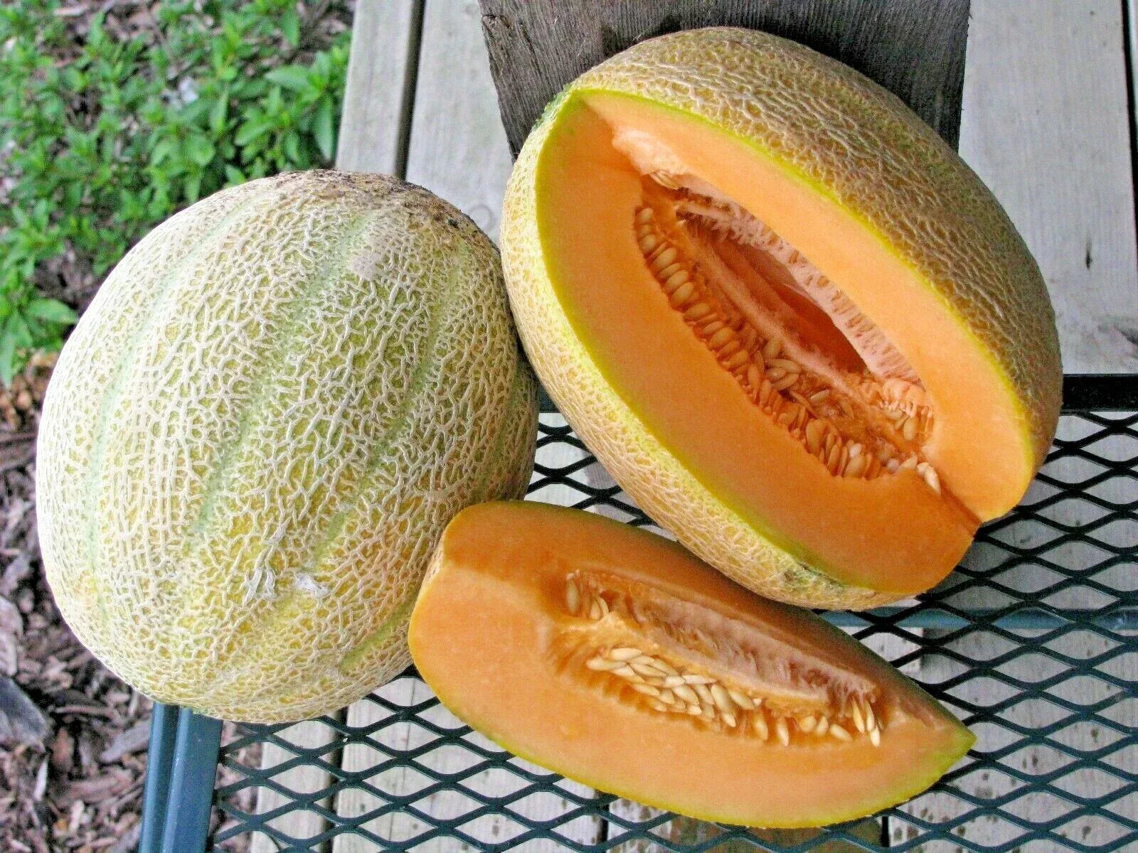 Jumbo Cantaloupe Seeds - Heirloom Melon Variety - 40+ Seeds - Cucumis melo - Sweet, Juicy, Large Fruit for Summer Garden