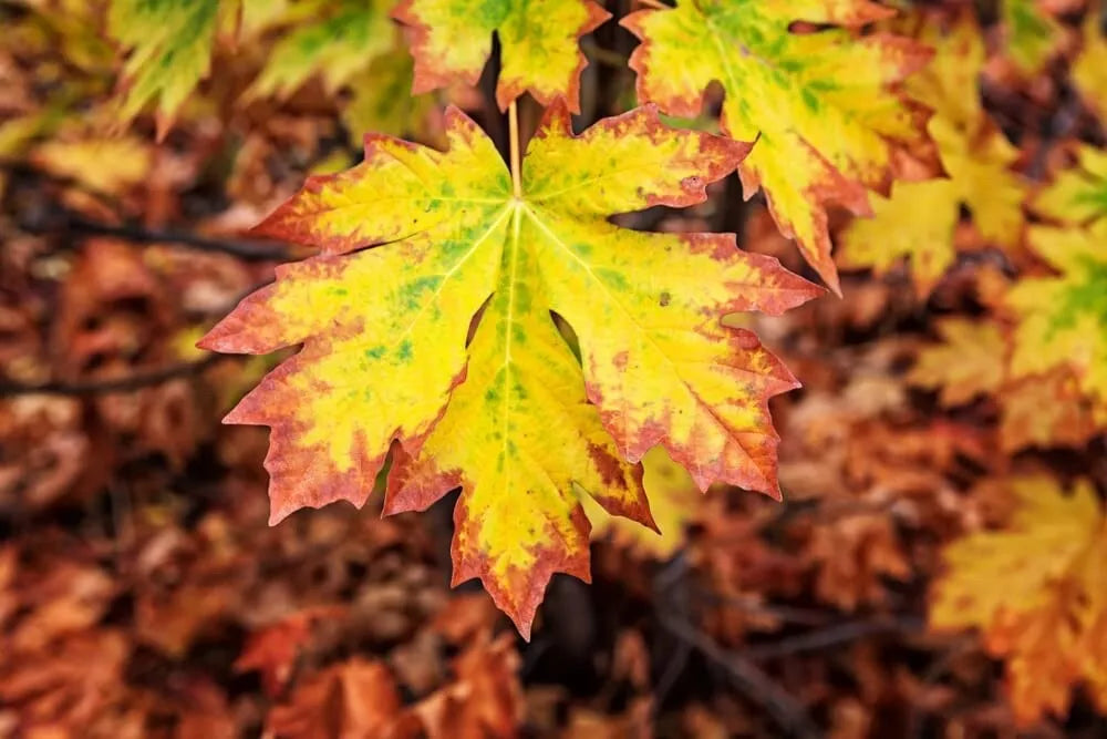 Bigleaf Maple Tree Seeds 30+ Acer macrophyllum for Planting, Deciduous Shade Tree, Garden Landscaping Seeds
