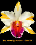 Rhyncholaeliocattleya Orchid Plant 4” Gold Star Hybrid - Fragrant, Easy Care, Indoor Orchid