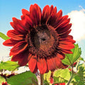 Velvet Queen Sunflower Seeds | Red Helianthus annuus | Tall Annual Garden Planting 2025