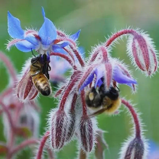 Borage Seeds - 50 Pack - Edible Flowers & Leaves - Non-GMO Heirloom - Borago officinalis
