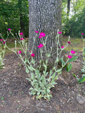 Rose Campion Plants - Live Established Perennials 5 Pack Lychnis coronaria Organic Flowering Garden Plants