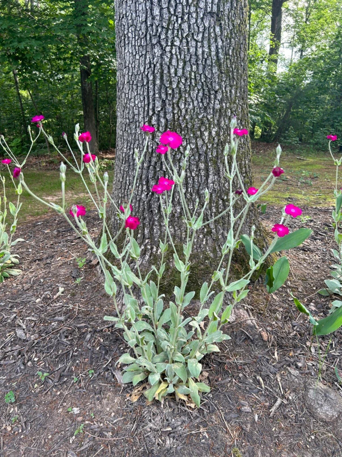 Rose Campion Plants - Live Established Perennials 5 Pack Lychnis coronaria Organic Flowering Garden Plants