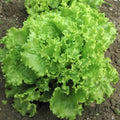 Loose Leaf Lettuce Seeds - Green Salad Bowl Heirloom Lactuca sativa for Fresh Salads, Container Gardening, 600-8,000 Seeds
