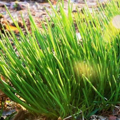 Onion Chives Seeds - 500+ Count Allium schoenoprasum Herb for Garden, Pot, or Container Planting