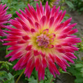 Dahlia Tubers 2 Count Tahiti Sunrise Vibrant Blooms Dahlia pinnata Garden Flower Bulbs