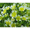 Poached Egg Plant Seeds - Limnanthes douglasii Meadow Foam for Pollinator Gardens - 130 Seeds