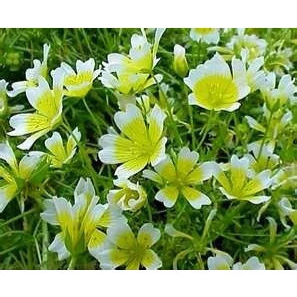 Poached Egg Plant Seeds - Limnanthes douglasii Meadow Foam for Pollinator Gardens - 130 Seeds