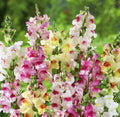 Snapdragon Seeds - 1000 Non-GMO Brighton Rock Variegated Blooms for Hummingbirds - Antirrhinum majus