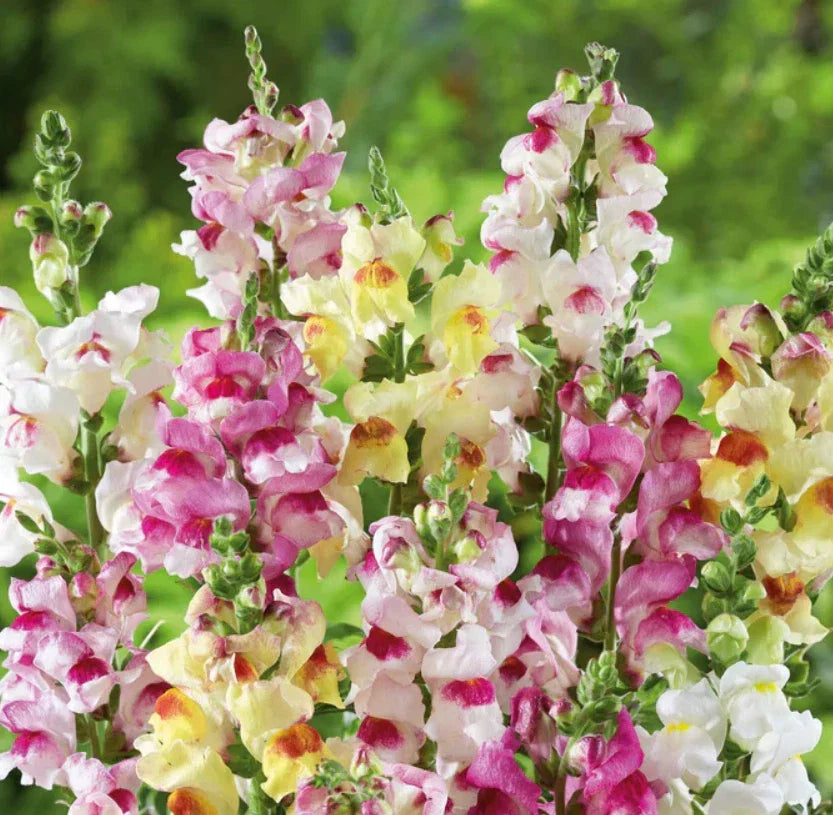Snapdragon Seeds - 1000 Non-GMO Brighton Rock Variegated Blooms for Hummingbirds - Antirrhinum majus