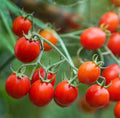 Cherry Tomato Seeds - Sweetie Heirloom Variety - Indeterminate Non-GMO - Pack of 50 Solanum lycopersicum