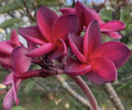 Rooted Plumeria Cutting 17” Wildfire Frangipani Plant - Plumeria rubra Tropical Garden Flower