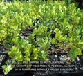 Kinnikinnick Ground Cover Plant 3.5" Pot, Evergreen, Drought-Tolerant, Attracts Hummingbirds, Arctostaphylos Uva-Ursi