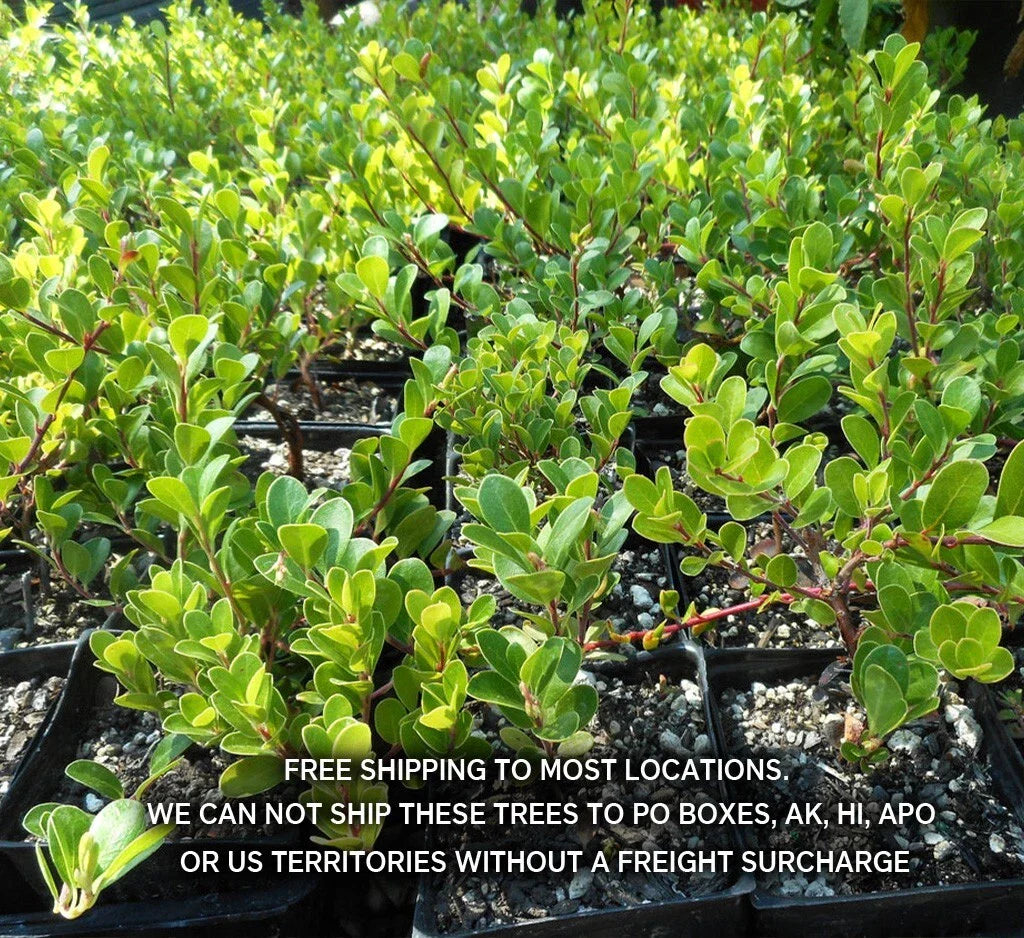 Kinnikinnick Ground Cover Plant 3.5" Pot, Evergreen, Drought-Tolerant, Attracts Hummingbirds, Arctostaphylos Uva-Ursi