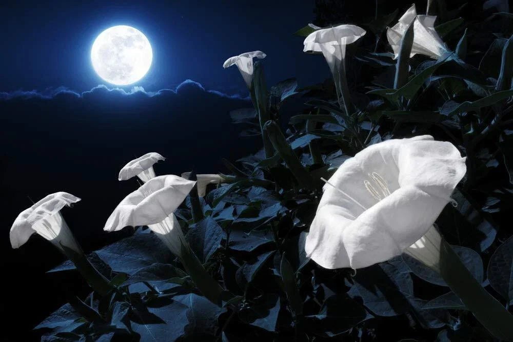 Tropical White Knight Vine - Night-Blooming Climbing Plant with White Flowers - Ipomoea alba