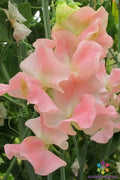 Yvette Ann Sweet Pea Seeds - 50+ Pack Climbing Flower Lathyrus odoratus Garden Planting