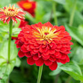 Scarlet Flame Zinnia Seeds - 100+ Premium Zinnia elegans for Garden, Cut Flowers, Borders, USA Grown