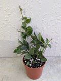 Hoya Lacunosa Live Wax Houseplant in 3-Inch Pot, Durian Perangin, Indoor Trailing Vine, Low-Light Tropical Plant