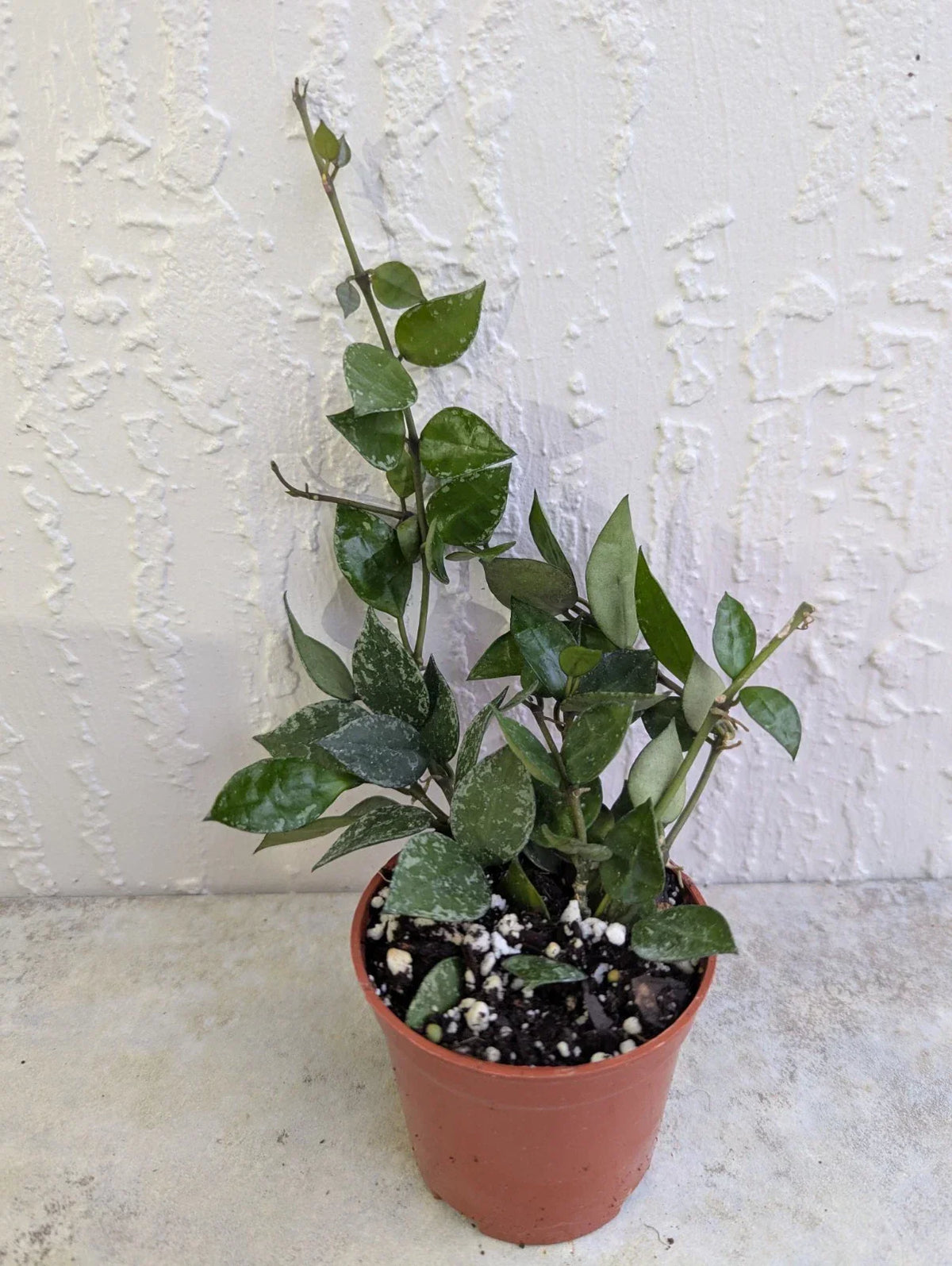 Hoya Lacunosa Live Wax Houseplant in 3-Inch Pot, Durian Perangin, Indoor Trailing Vine, Low-Light Tropical Plant