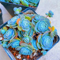 Blue Succulents Seeds - 100pcs Witchford Lithops Cactus Seeds for Drought-Tolerant Gardens, Indoor & Outdoor Planting