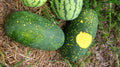 Moon and Stars Watermelon Seeds - 50+ Pack Citrullus lanatus Heirloom Garden Seeds for Summer Planting