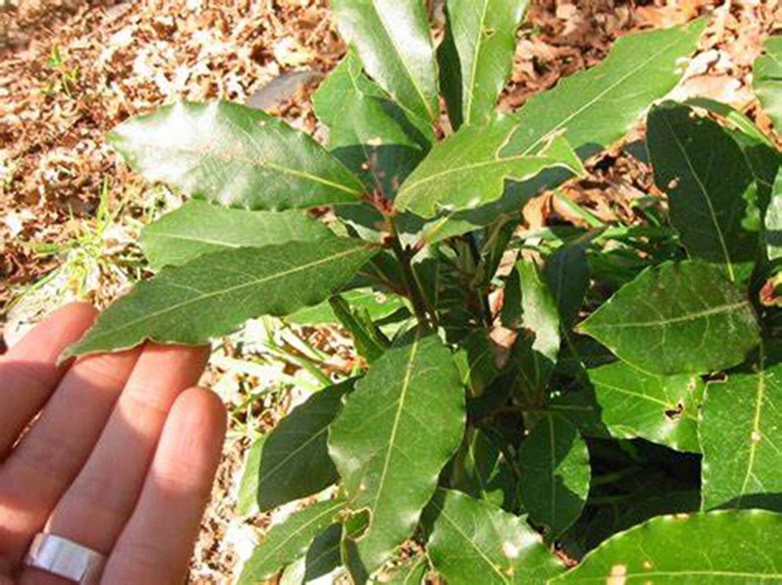 Sweet Bay Laurel Tree Seeds - Pre-Stratified 7 Seeds - Laurus nobilis - Aromatic Culinary Herb for Garden or Indoor Planting