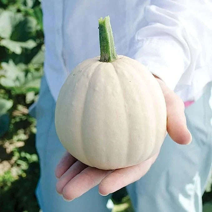 Buffy Winter Squash Seeds 10 Pack, Mini Cucurbita pepo for Planting, Compact, Full Sun, Home Garden