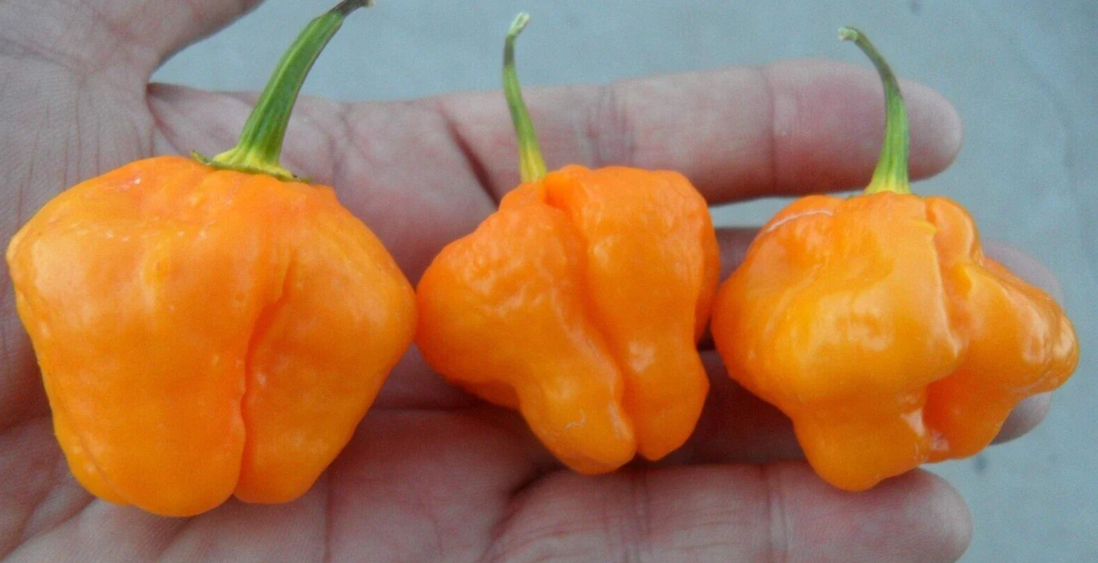 Super-Hot Yellow Scotch Bonnet Pepper Seeds – Capsicum chinense, 20 Premium Seeds for Hot Sauces & Salsas