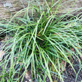Mondo Grass Plugs 50 Pack Evergreen Ground Cover Ophiopogon japonicus Bare Root for Shade Gardens