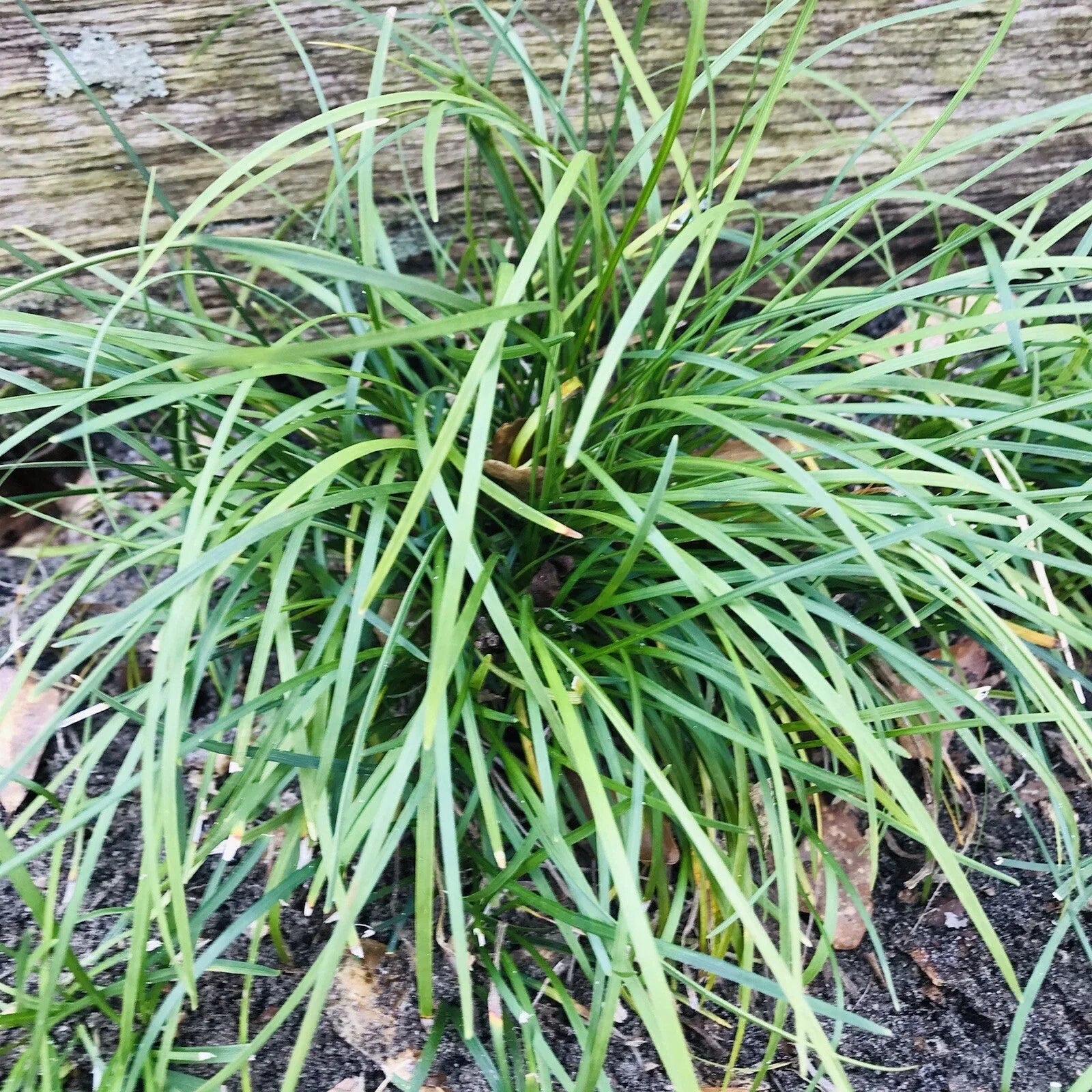 Mondo Grass Plugs 50 Pack Evergreen Ground Cover Ophiopogon japonicus Bare Root for Shade Gardens