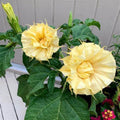 Ballerina Yellow Angel Trumpet Seeds – Brugmansia spp. – Fragrant Yellow Flowers for Garden & Pot Planting – 10 Premium Seeds