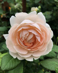 Rose Plant Cuttings 6" Unrooted Rosa 'Auswonder' Garden Propagation for Roses