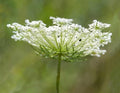 Queen Anne's Lace Seeds - Organic Wildflower Seeds, Daucus carota, Perennial, Non-GMO, Butterfly Attracting, 100+ Seeds