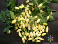 White Bullet Habanero Hot Pepper Seeds – Capsicum chinense – Spicy Small Peppers for Salsas & Sauces – Garden & Container Planting
