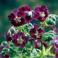 Geranium Seeds 25+ Pelargonium spp. for Garden Planting, Springtime Variety, Easy to Grow, Free Shipping USA