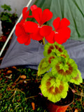 Geranium Live Plant - Bright Orange Flowers - 8-10 Inch Pelargonium spp. for Garden, Container, or Border