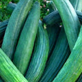 Dark Green Cucumber Seeds, Heirloom, NON-GMO, Cucumis sativus, Vining, for Salad & Pickling