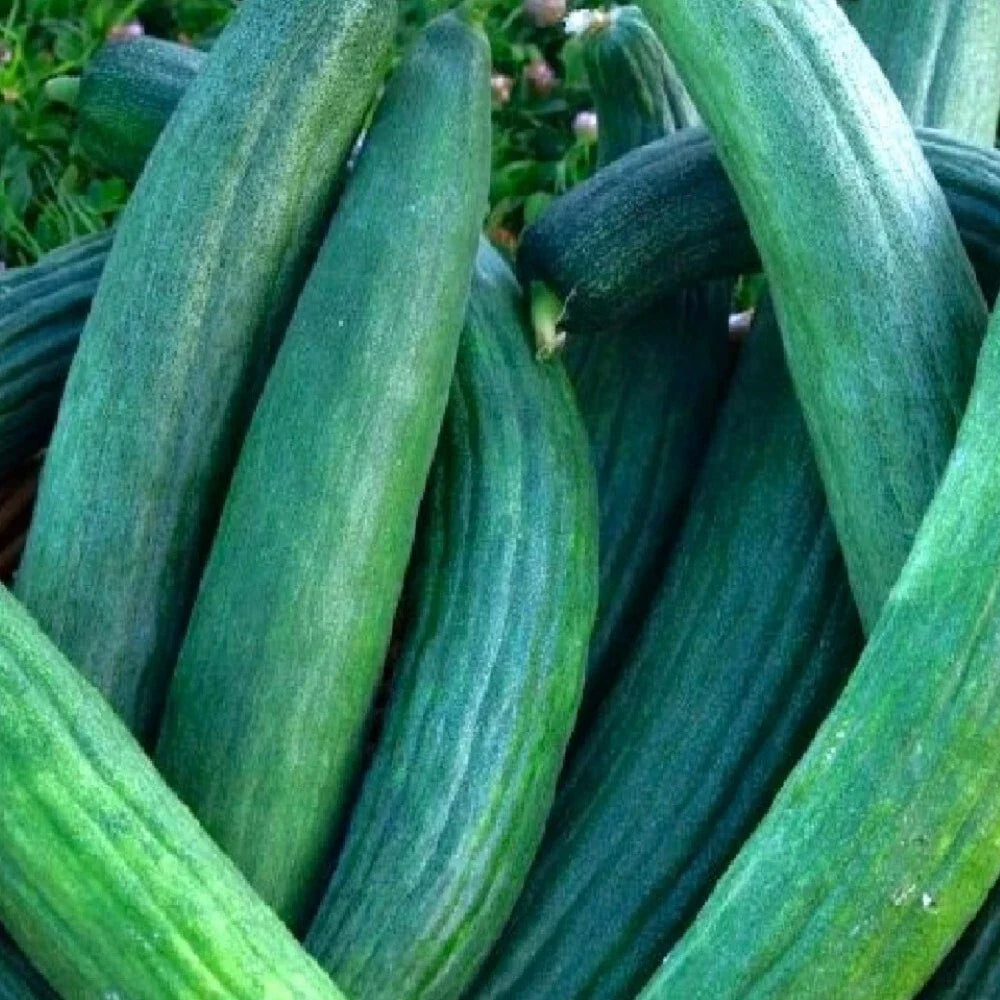 Dark Green Cucumber Seeds, Heirloom, NON-GMO, Cucumis sativus, Vining, for Salad & Pickling