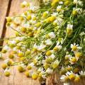German Chamomile Seeds - Non-GMO Herbaceous Groundcover for Tea & Medicinal Use, Matricaria chamomilla, 1000 Seeds