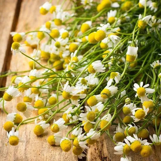 German Chamomile Seeds - Non-GMO Herbaceous Groundcover for Tea & Medicinal Use, Matricaria chamomilla, 1000 Seeds