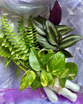 Rooted Houseplant Cuttings Pack - 15 Assorted Varieties for Propagation - Indoor Gardening, Easy Care