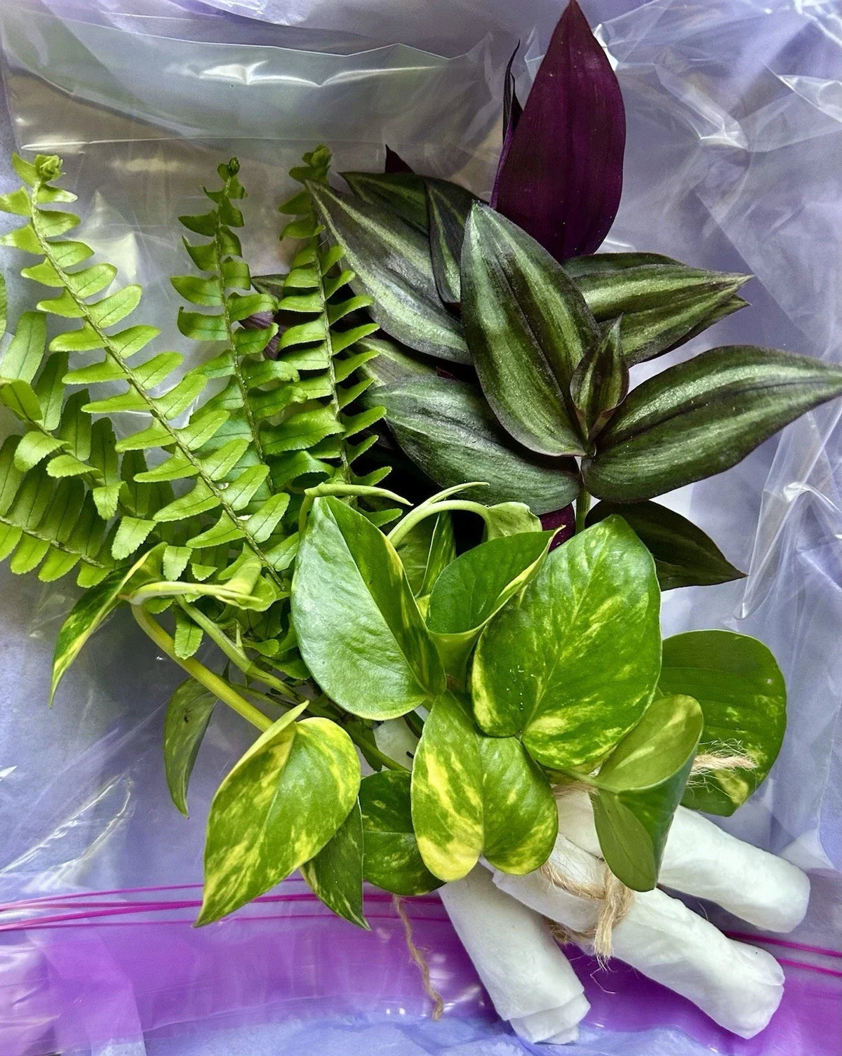 Rooted Houseplant Cuttings Pack - 15 Assorted Varieties for Propagation - Indoor Gardening, Easy Care