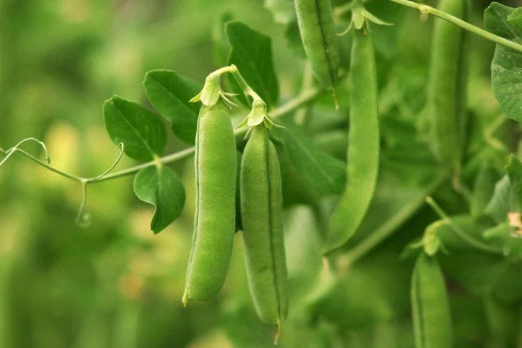 Early Frosty Garden Pea Seeds - Non-GMO, Easy Grow, Compact Pisum sativum Seeds for Cool Climates